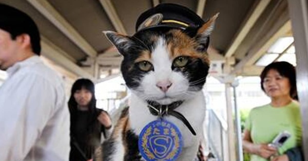 14 Chats Celebres Et Leurs Histoires 14 Chats Celebres Et Leurs Histoires