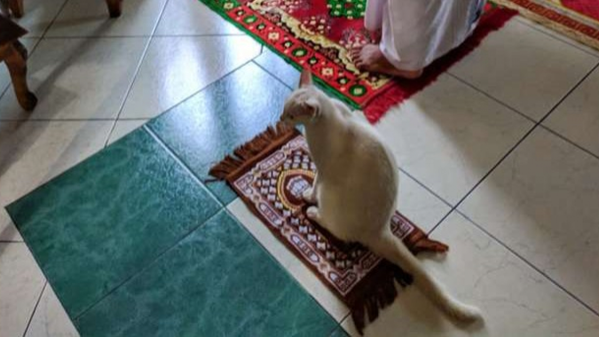 Illustration : "Le meilleur moment de ce chat : quand il peut prier avec sa famille ! "