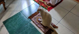 Illustration : "Le meilleur moment de ce chat : quand il peut prier avec sa famille ! "