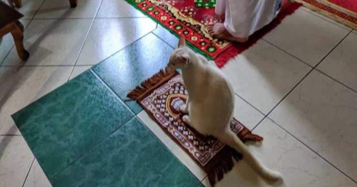 Le Meilleur Moment De Ce Chat Quand Il Peut Prier Avec Sa Famille