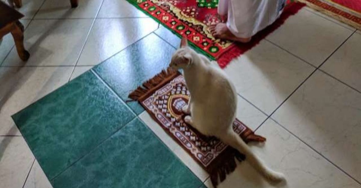Le Meilleur Moment De Ce Chat Quand Il Peut Prier Avec Sa Famille Le Meilleur Moment De Ce Chat Quand Il Peut Prier Avec Sa Famille