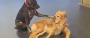 Illustration : "Ce chien fait des caresses à tous ses camarades de pension (vidéo)"