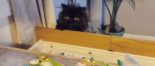 Illustration : "Ce chaton a trouvé un moyen surprenant d’observer sa maîtresse"