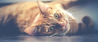 Illustration : "Elle retrouve son chat 2 ans après sa disparition grâce à sa puce d’identification"