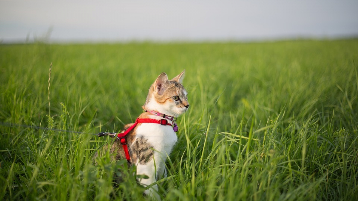 Illustration : "Une personne verbalisée pour avoir promené son chat en laisse sans attestation de déplacement"