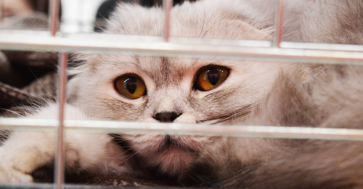 Abandonnés à cause du confinement, les animaux meurent