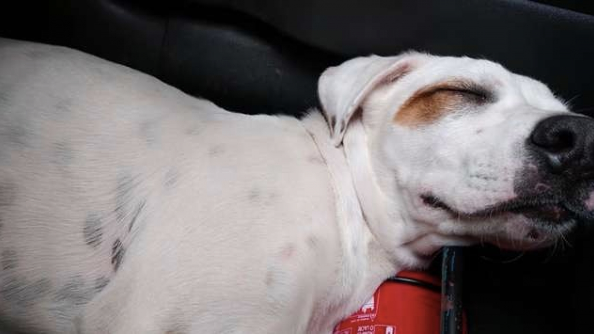 Illustration : "Un chien perdu saute dans une voiture pour y faire la sieste et finit par rejoindre sa famille !"