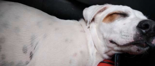Illustration : "Un chien perdu saute dans une voiture pour y faire la sieste et finit par rejoindre sa famille !"
