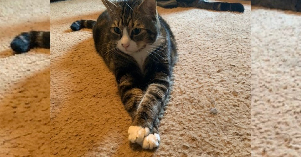 12 Photos De Chats Et Chiens Croisant Les Pattes Pour Des Poses Parfaites