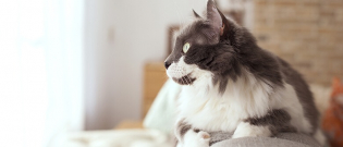 Illustration : "5 bienfaits scientifiques sur le fait d'avoir un chat"