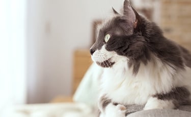 Illustration : "5 bienfaits scientifiques sur le fait d'avoir un chat"