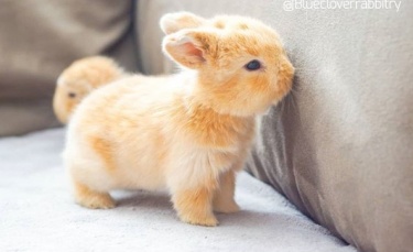 Illustration : "23 lapins tellement mignons qu'on aimerait les avoir avec nous"