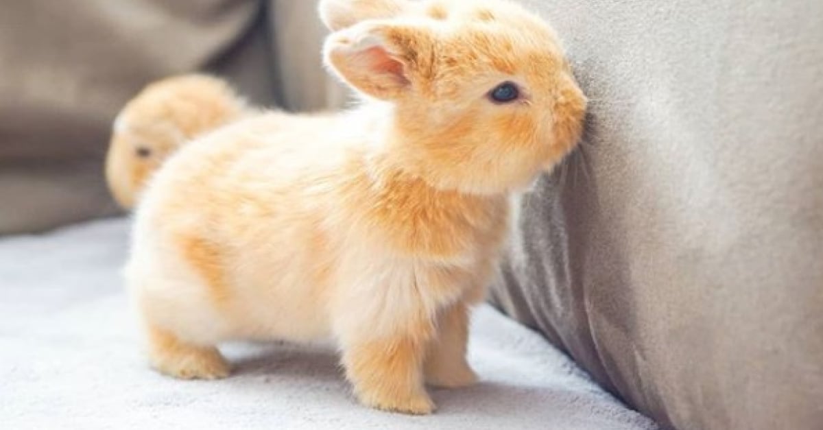 23 Lapins Tellement Mignons Qu On Aimerait Les Avoir Avec Nous