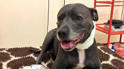 Illustration : Ce chien a donné son sang des dizaines de fois pour sauver ses congénères