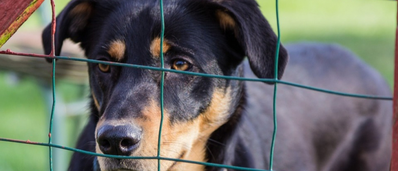 Illustration : "Lettre ouverte au Président de la République pour la reprise des adoptions d’animaux"