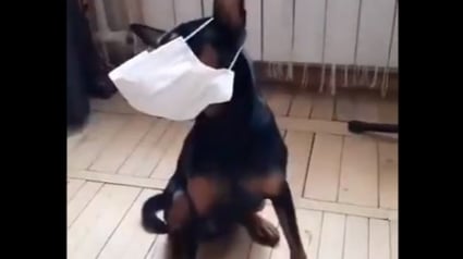 Illustration : Non, ce chien ne met pas un masque tout seul (vidéo)