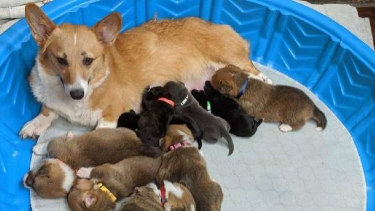 Illustration : "Une maman Corgi adopte des chiots orphelins et les élève avec ses propres petits"