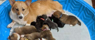 Illustration : "Une maman Corgi adopte des chiots orphelins et les élève avec ses propres petits"
