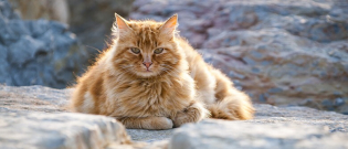 Illustration : "6 astuces pour combattre l'obésité de son chat"