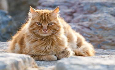 Illustration : "6 astuces pour combattre l'obésité de son chat"