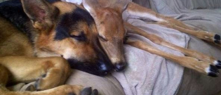 Illustration : "Ce chien est un véritable ange gardien pour les faons orphelins"