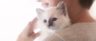 Illustration : "8 astuces pour aider son chat à vaincre le sentiment d'hyperattachement"