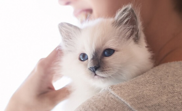 Illustration : "8 astuces pour aider son chat à vaincre le sentiment d'hyperattachement"