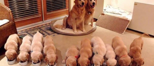 Illustration : "18 superbes photos d’animaux devenus parents"