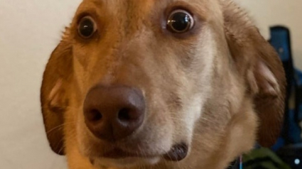 Illustration : 15 photos de chiens et chats qui vous feront oublier vos petits tracas