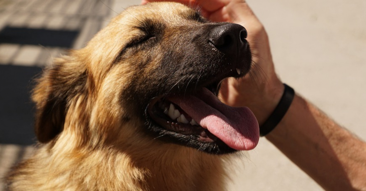 Bonne Nouvelle Reprise Des Adoptions De Chiens Et Chats En Bonne Nouvelle Reprise Des Adoptions De Chiens Et Chats En