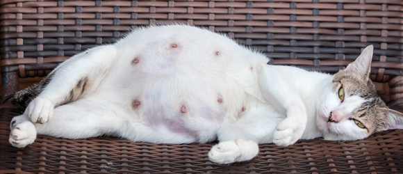 Illustration : "6 signes qui montrent que votre chatte est gestante"