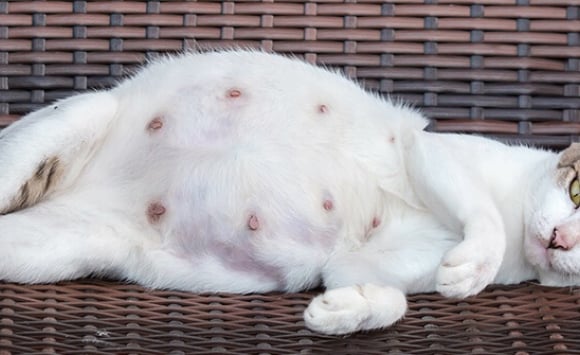6 Signes Qui Montrent Que Votre Chatte Est Gestante