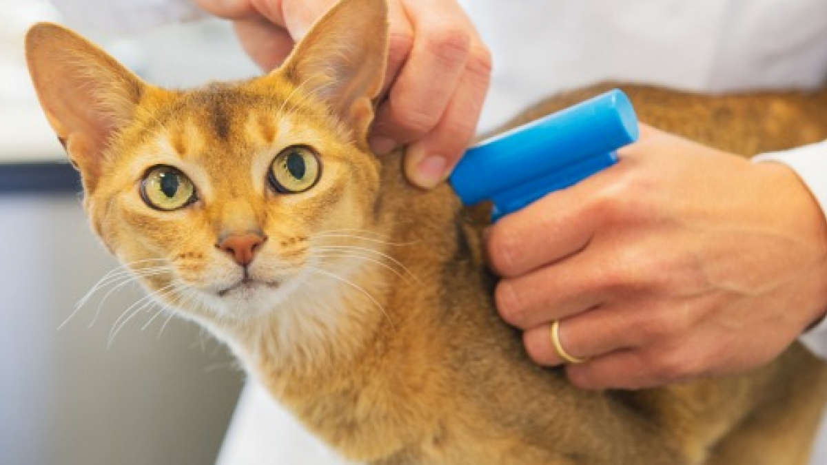 Illustration : "Plus de 15 millions de chats, de chiens et de furets recensés en France, les importations et les identifications en augmentation !"