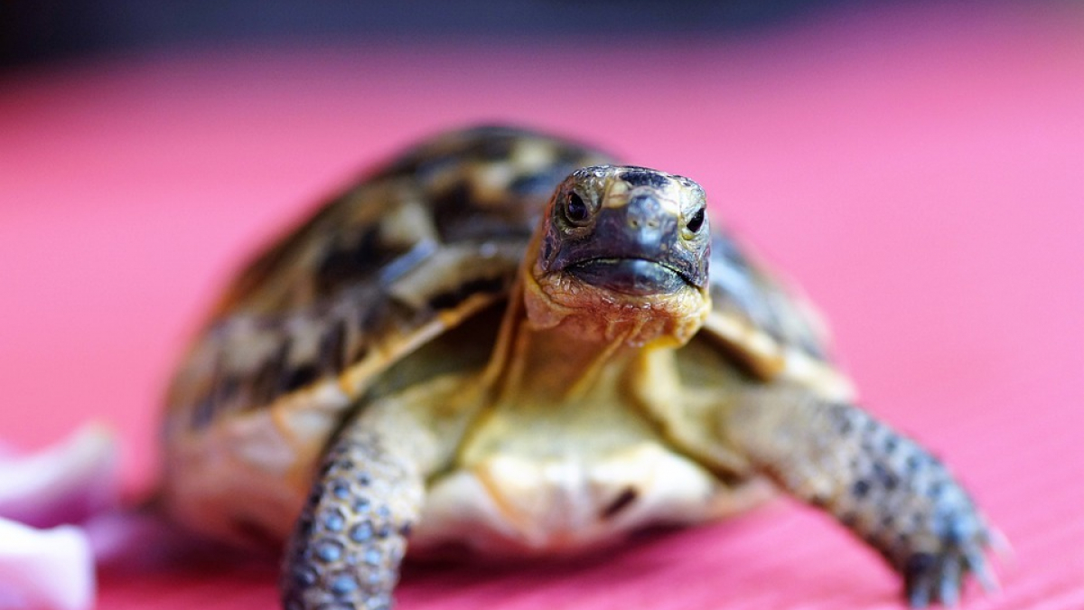 Illustration : "Italie : 400€ d'amende pour une dame qui promenait sa tortue pendant le confinement"