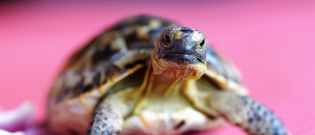 Illustration : "Italie : 400€ d'amende pour une dame qui promenait sa tortue pendant le confinement"