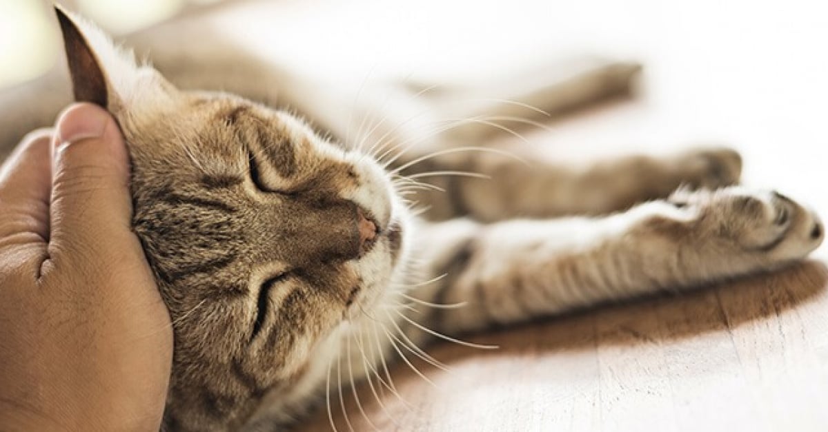 5 Conseils Pour Vous Aider A Surmonter La Perte De Votre Chat
