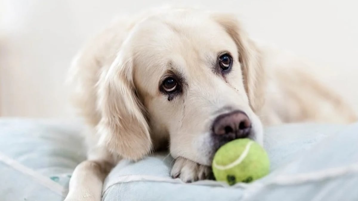 Illustration : "Des éducateurs canins se mobilisent pour aider les propriétaires et leurs chiens à gérer le confinement"