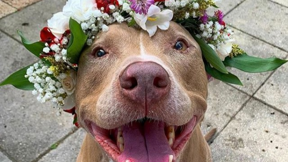 Illustration : "18 chiens qui ont fière allure avec leur couronne de fleurs sur la tête"