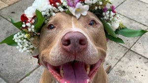 Illustration : 18 chiens qui ont fière allure avec leur couronne de fleurs sur la tête