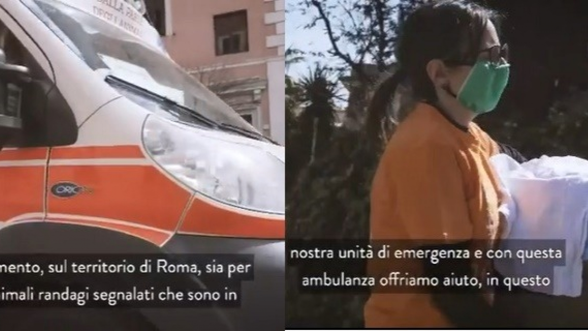 Illustration : "En Italie, une ambulance vétérinaire pour transporter les animaux souffrants et aider ceux errants"