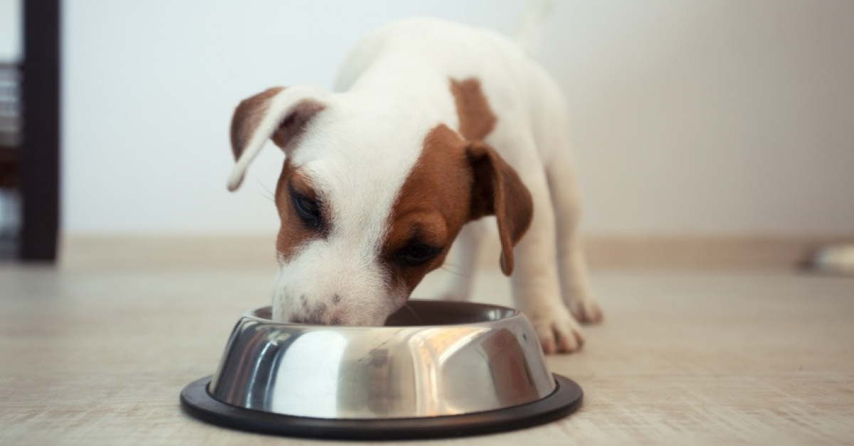 Purina distribue 2 millions de repas pour animaux de