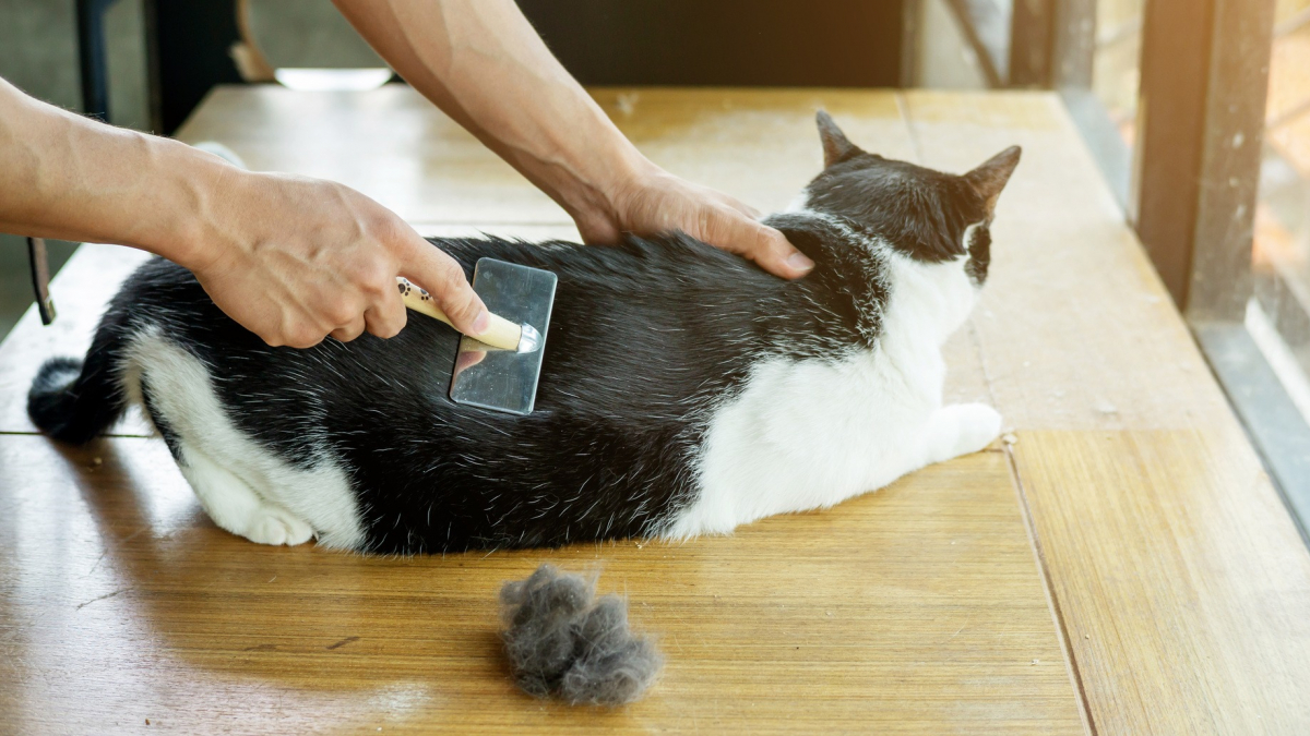 Illustration : "Conseils pour les allergiques aux poils de chat en période de confinement"