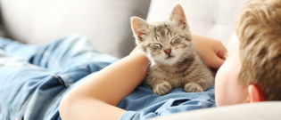 Illustration : "Les 10 races de chats les plus affectueuses"