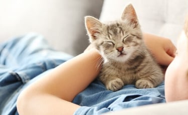 Illustration : "Les 10 races de chats les plus affectueuses"