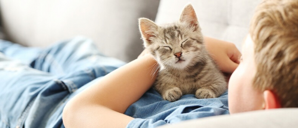 Illustration : "Les 10 races de chats les plus affectueuses"