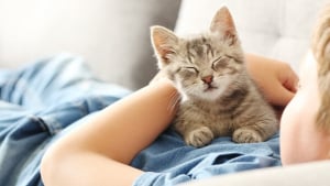 Illustration : Les 10 races de chats les plus affectueuses