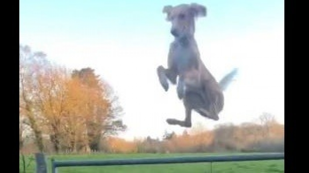 Illustration : "Ce chien se transforme en hélicoptère quand il doit sauter par dessus une barrière ! (vidéo)"
