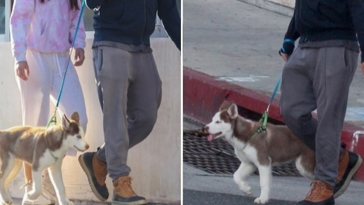 Illustration : "Leonardo DiCaprio se plie au confinement et promène son chien dans les rues de Los Angeles"