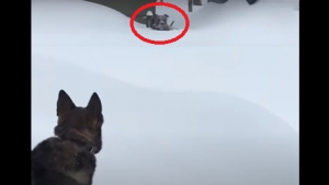 Illustration : 6 vidéos de chiens qui viennent en aide à leurs congénères tel des héros ! 