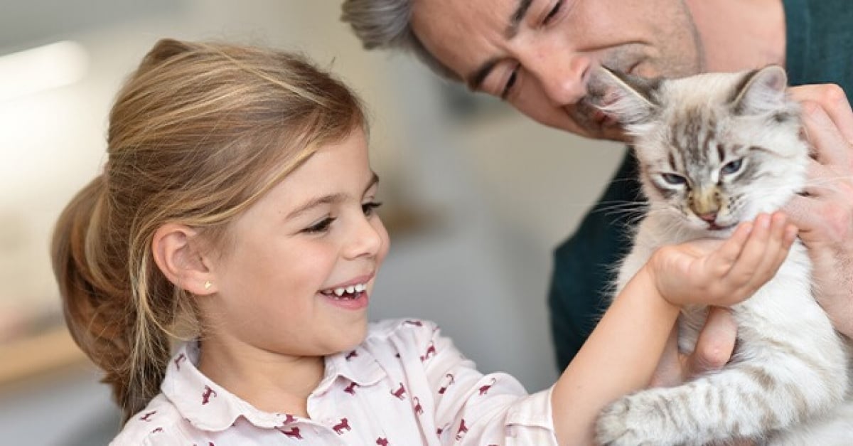 18 races de chats adaptées à la vie de famille